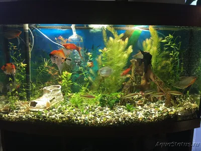 Мой аквариум 200 литров (AlNik2000)