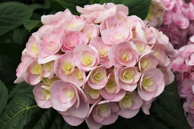 Купить Гортензия крупнолистная Hydrangea macrophylla You \u0026 Me Love - в  питомнике Флорини