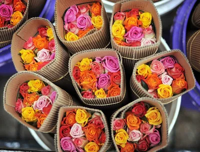 Отличие роз кенийских от эквадорских и российских роз. - Купить розы дёшево  Эквадор 80 руб. Доставка роз СПб 🌹SPBROSA