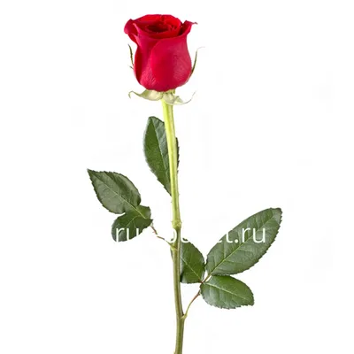 Роза кенийская - описание, особенности и фото | Как ухаживать за розой  кения в домашних условиях | Советы от флористов РУССКОГО БУКЕТА