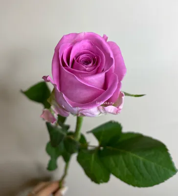 Роза кения 40 см – Цветочная Лав-Лавка