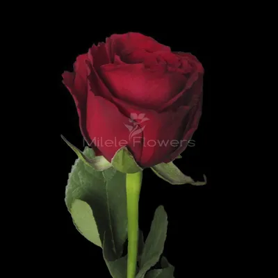 Роза Кения средний бутон - Milele Flowers - кенийские розы оптом, купить  цветы оптом от производителя с доставкой в Ваш регион