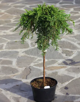 Можжевельник обыкновенный Гринмантл / Juniperus communis Greenmantle