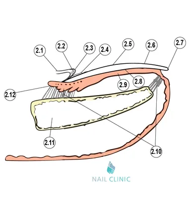 Строение ногтя и ногтевой пластины | Статьи Nail Clinic