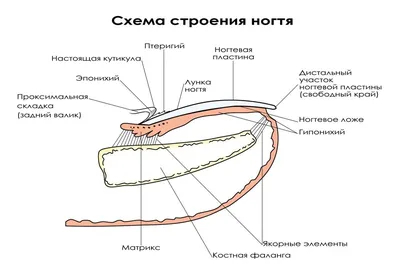 Анатомия и физиология ногтя