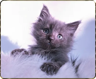 Мейн-кун котята. Голубого окраса. | kotodom.ru