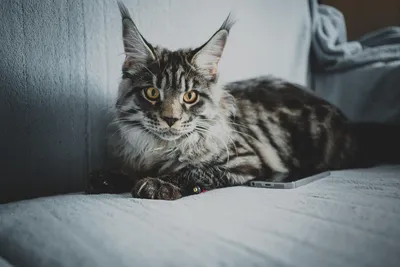 Порода Мейн-кун – королевские особы в кошачьем обличье
