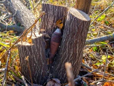 Опасная находка - мина вросла в ствол дерева