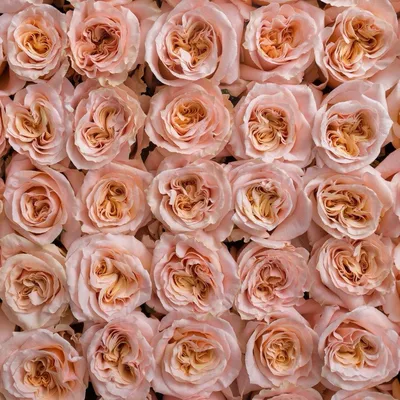 Роза Шиммер – купить розы в Москве от Barkarole