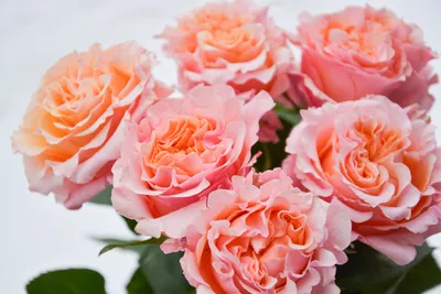 Сорт розы Шиммер - 70 фото