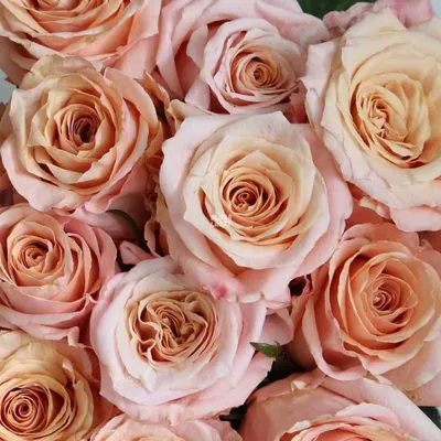 Купить «Роза пионовидная Шиммер» из категории «Пионовидные розы» в  «Чебоксарах» - «FloraLab21».