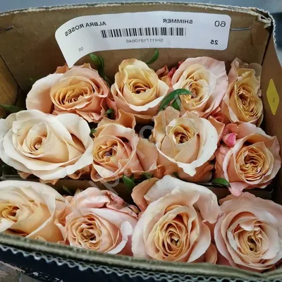 Пачка роза шиммер с доставкой недорого, купить в СПб дешево 24 часа