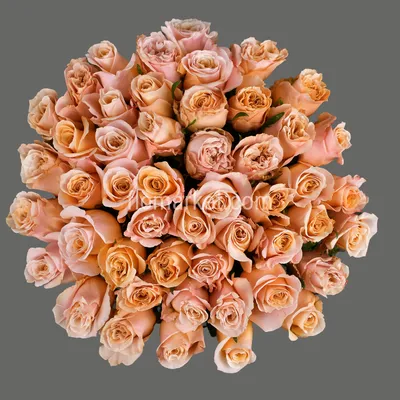 Букет 51 кремовая роза Шиммер 60 см - заказать и купить за 8 180 ₽ с  доставкой в Москве - партнер «Анна Мария»