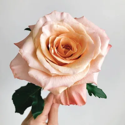 Купить роза Шиммер Эквадор 60-70 см с доставкой по Минску