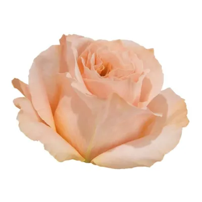Роза Шиммер 80 fiorella