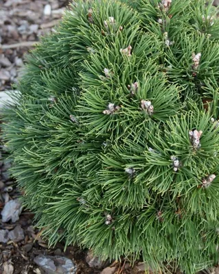 Сосна горная древовидная Нана (Nana) (Pinus uncinata `Nana Compacta`) -  описание сорта, фото, саженцы, посадка, особенности ухода. Дачная  энциклопедия.