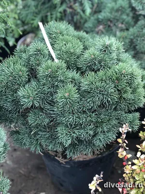 Сосна Сосна горная Гном (Pinus mugo Gnom) C25 60-70 см. купить по цене 9  372 руб. | Доставка Смоленск, Москва, СпБ