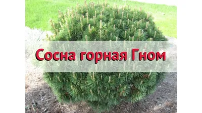 Сосна горная Гном (gnom) 🌿 Обзор: посадка и уход. крупномеры сосны Гном:  описание и особенности - YouTube