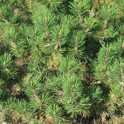 Сосна горная 'Гном' (Pinus mugo 'Gnom'): продажа, цена в Минске. Саженцы  декоративных деревьев и кустарников от \"ДревоБай\" - 96699675