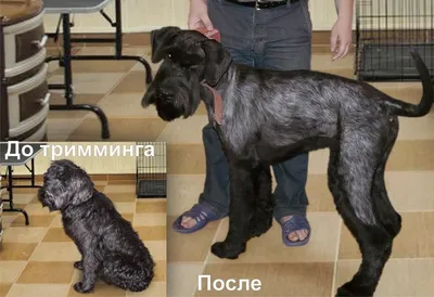 Тримминг — выщипывание шерсти у собак, как правильно тримминговать собаку,  виды тримминга