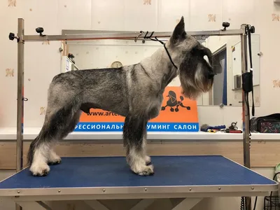 Тримминг собак в груминг салоне «АРТЕМОНофф»