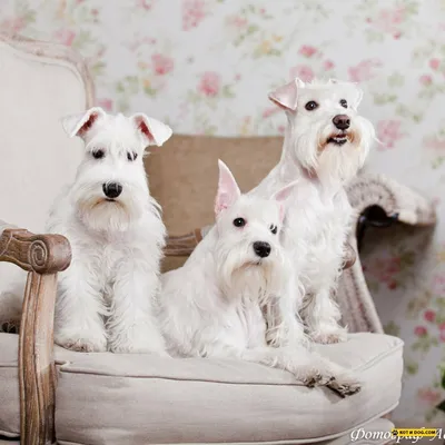 Тримминг собак в Королеве в груминг-салоне