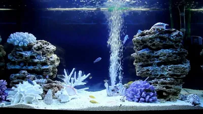 Псевдо морских аквариумов фото
