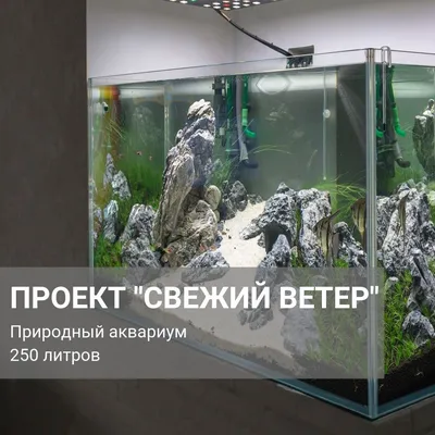 Проект переоформления аквариума в нише, созданного нами 3 года назад. На  его примере вы можете увидеть как кардинально меняется картинка за стеклом:  фот… | Aquarium