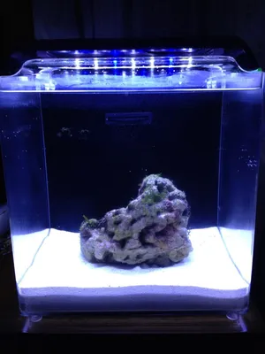 Мой аквариум 60 л. - Мой маленький морской аквариум - Морской аквариум.  Форумы ReefCentral.ru