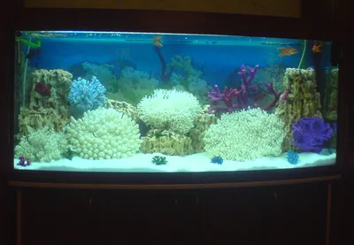 псевдо море 600л - Оформление аквариума: работа над ошибками - Пресноводный  аквариум - форум Аква Лого