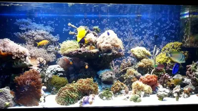 Виды аквариумов по классификации их использования