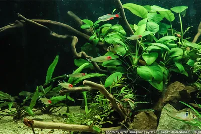 Пресноводные аквариумы в Когалымском океанариуме