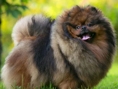 О породах: Какого окраса вырастет щенок померанского шпица?