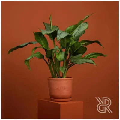 Комнатные растения в горшках Roots Flowers Аглаонема Фридман d17 — купить в  интернет-магазине по низкой цене на Яндекс Маркете