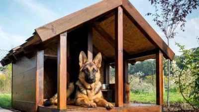 Будка для собаки своими руками: размеры, чертежи, материалы, как построить
