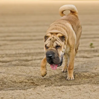 Шарпей 🐕: описание породы, характер, содержание и уход, фото собаки