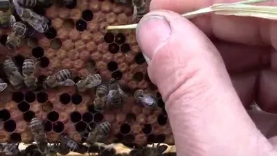 Американский и Европейский гнилец (Университет Флориды) - самые опасные  грибковые заболевания пчел! - YouTube