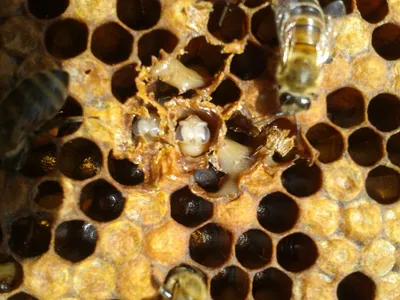 Кшенский | Информация для пчеловодов - БезФормата