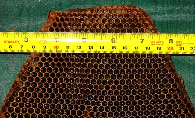 Американский гнилец пчёл. Который, на самом деле, может оказаться восковой  молью | Медоведение | Дзен