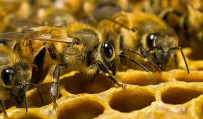 Американский гнилец - Страница 18 - Болезни и вредители пчел - Форум на  ТочкУ