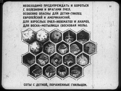 Практическое пчеловодство - Веретельник Л.В.
