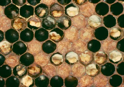 Американский гнилец пчел - конспект - Ботаника и агрономия | Рефераты  Ботаника | Docsity