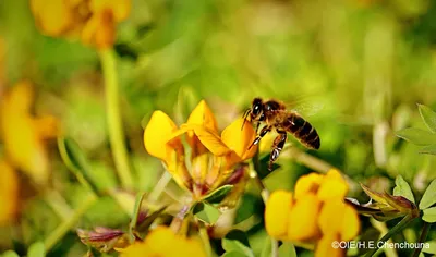 В Каменском районе отмечены случаи гибели пчел из-за отравления пестицидами  - «Уральский рабочий»
