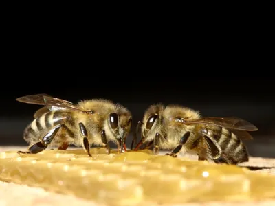 Доктор Пчёл (Флакон, 10 мл) | Магазин пчеловодства \"Пчеловод КОМ\"