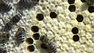 Американский гнилец пчел реферат по ботанике и сельскому хозяйству |  Сочинения Ботаника | Docsity