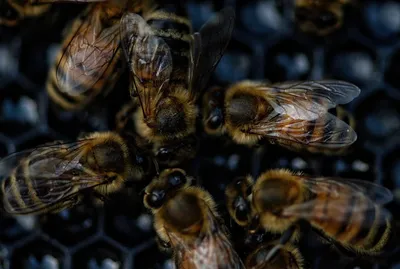 Инфекционные болезни пчёл