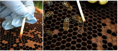 Наземное руководство пчелы - ВОЗЖ – Европа
