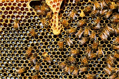 Болезни расплода пчел - Аграрный портал