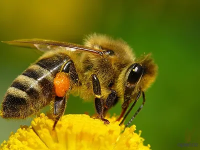 Болезни пчел: чем отличается американский гнилец от европейского — AgroXXI