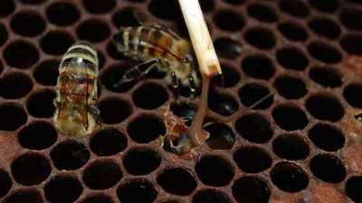 Болезни пчел: чем отличается американский гнилец от европейского — AgroXXI